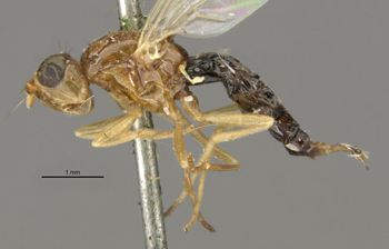 Media type: image;   Entomology 13340 Aspect: habitus lateral view
